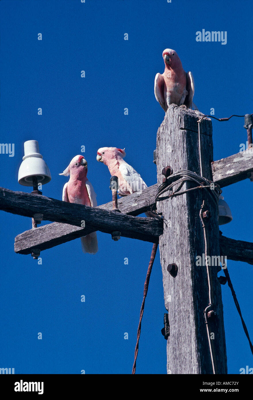 [Pink “Major Mitchell”] cockatoo Australia Stock Photo