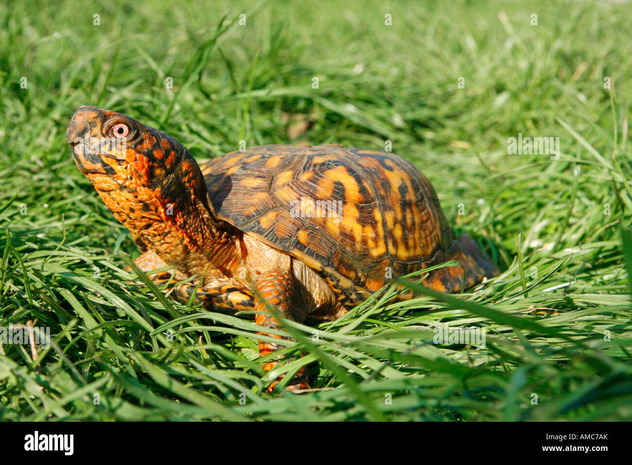 Common box turtles hi-res stock photography and images - Alamy
