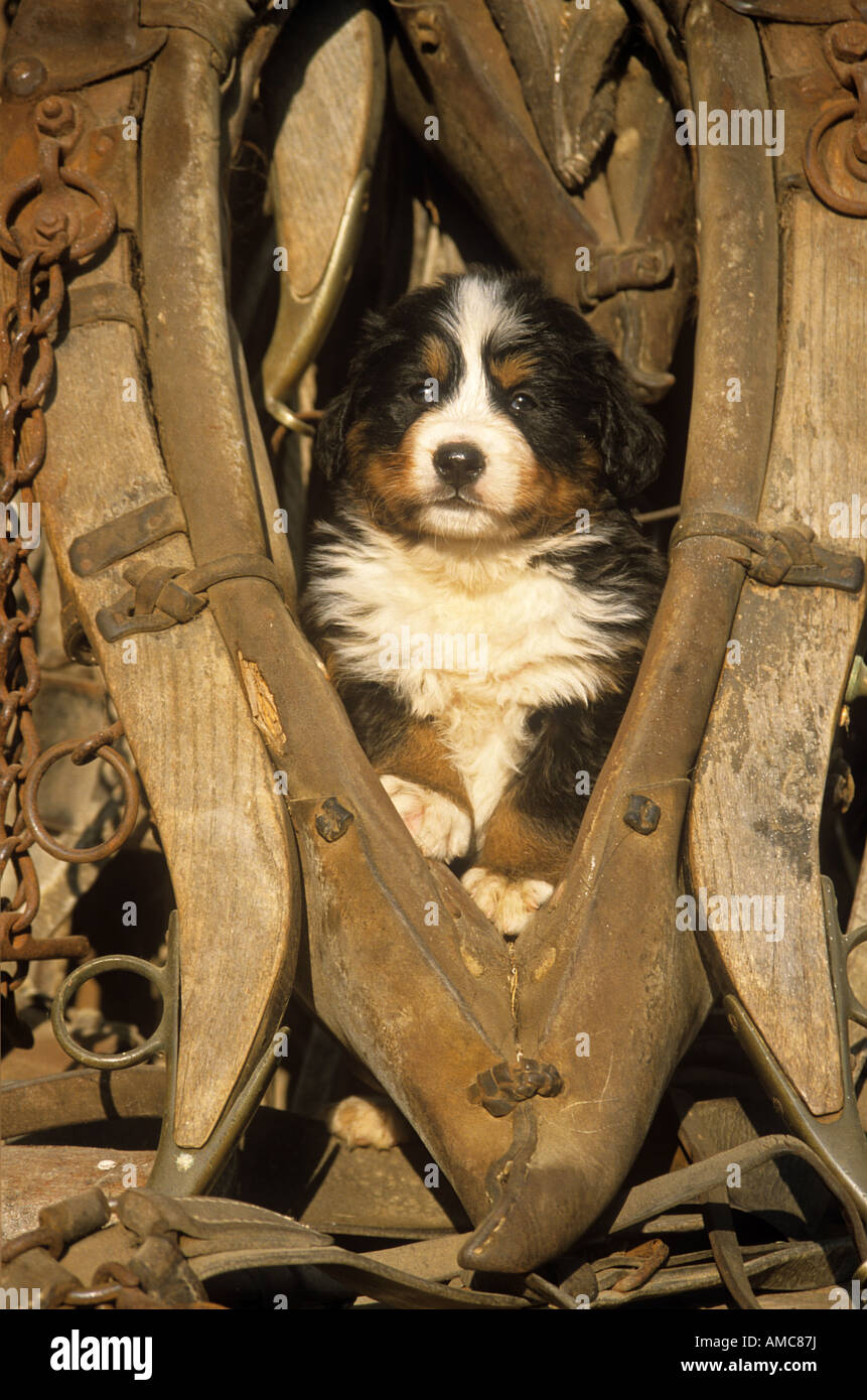 bernese mountain dog harness