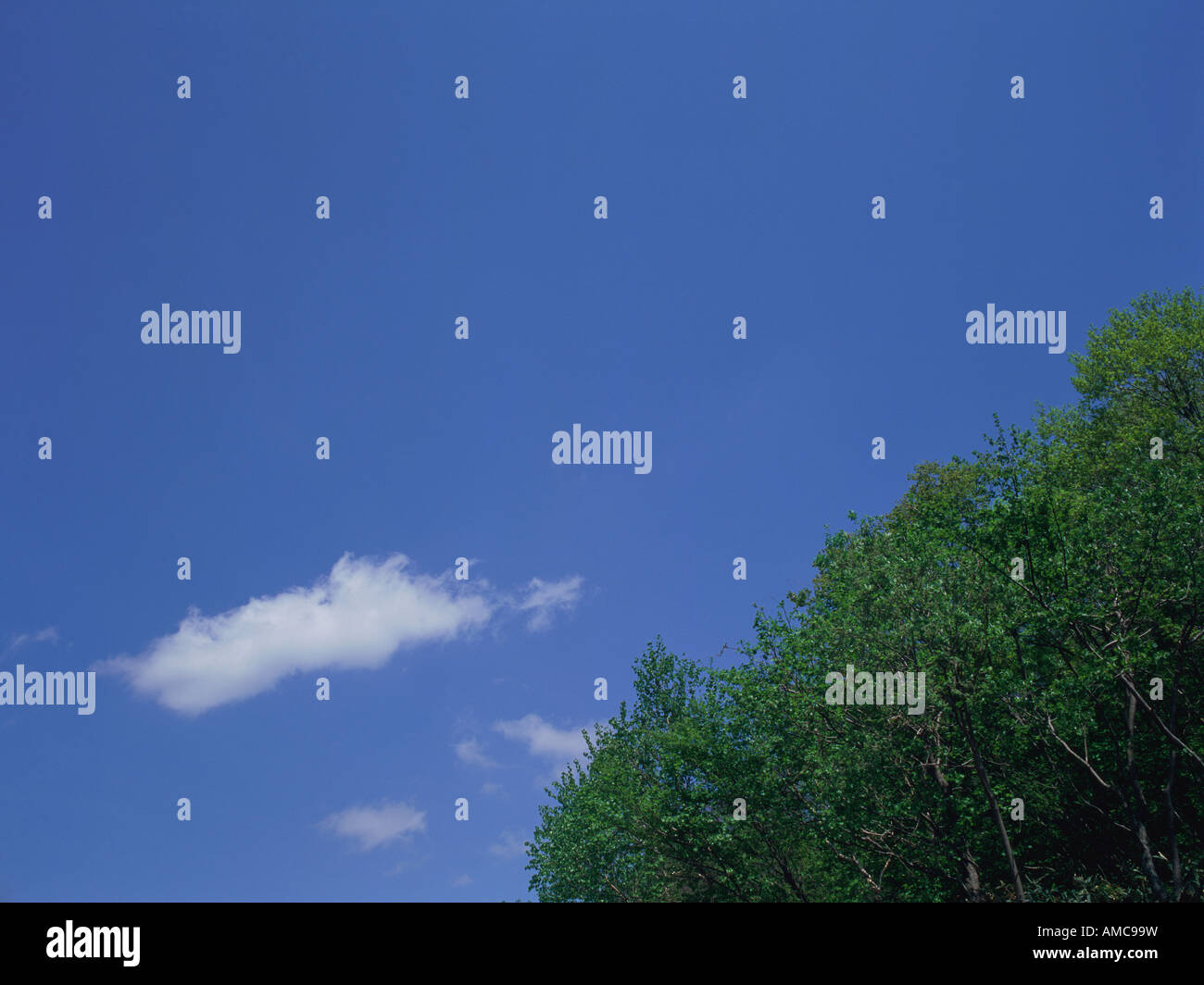 Trees and blue sky, Omachi, Nagano Prefecture, Japan Stock Photo