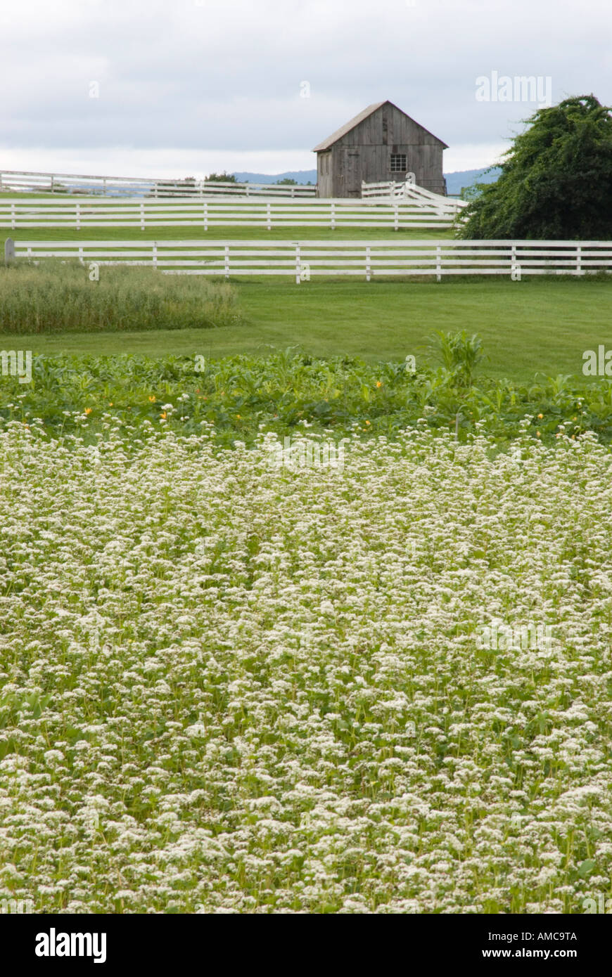 Buckwheat field at Hancock Shaker Village in Pittsfield Massachusetts, July 2006 Stock Photo