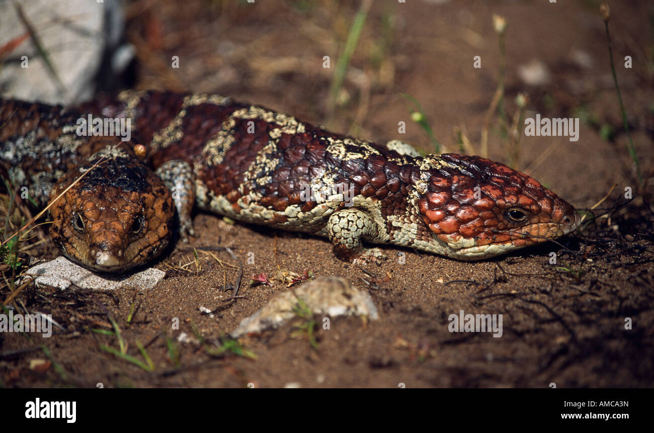 Stumpy Lizard Two tailed lizard hi-res stock photography and images - Alamy