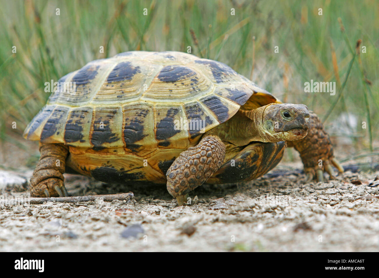 Russian Tortoise (Testudo horsfieldii). Adult on the ground Stock Photo