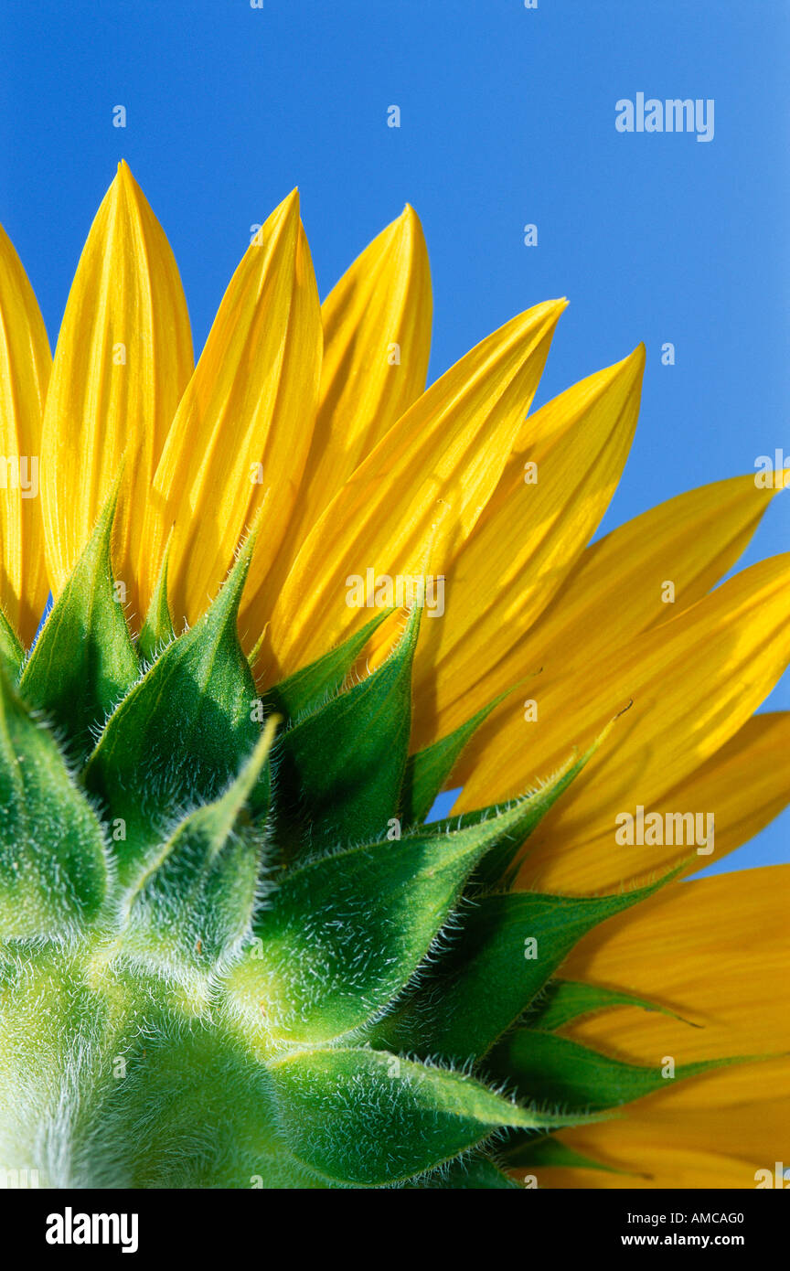 Close-Up of Sunflower Stock Photo
