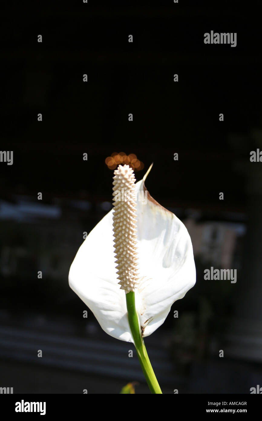 Detail of white lily anthurium type flower with artificial lights in the background appearing as a crown or halo Stock Photo