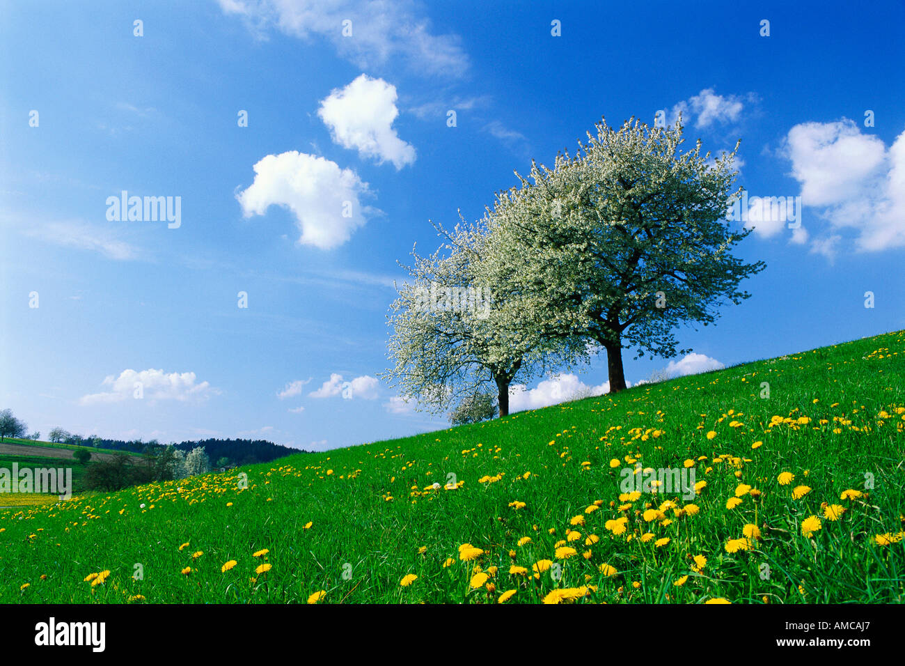 Blooming cherry trees in field landscape hi-res stock photography and ...