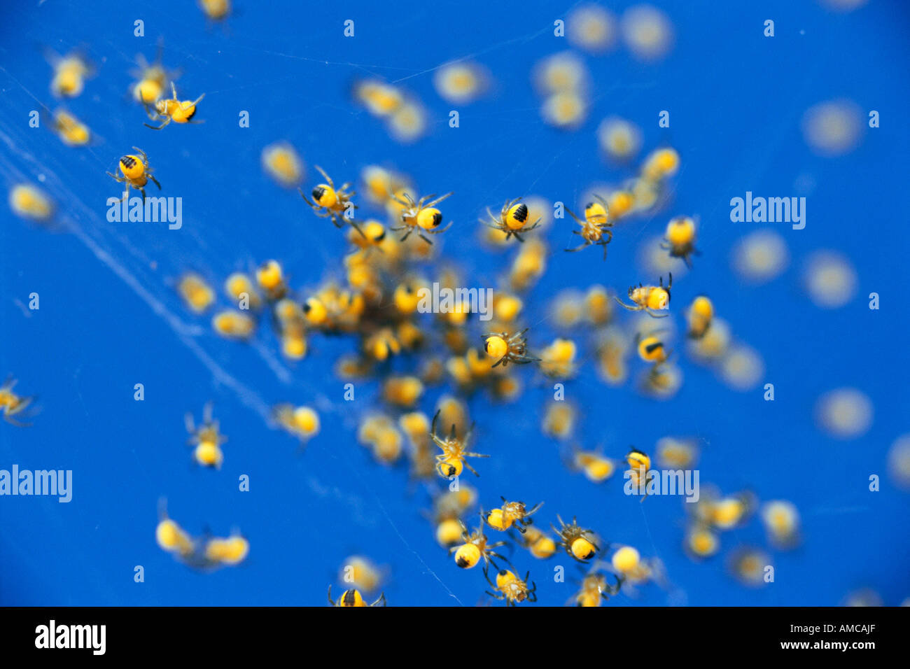 Baby yellow spiders hires stock photography and images Alamy