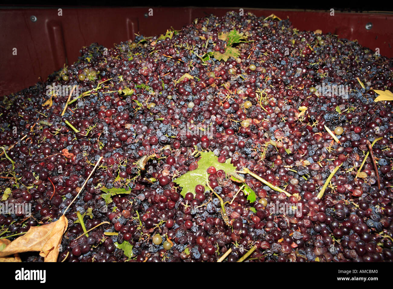 Machine harvested muscatel grapes in large storage bin Rutherglen Victoria Australia Stock Photo