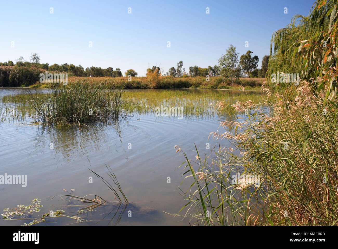 Eastern foreshore wetlands hires stock photography and images Alamy