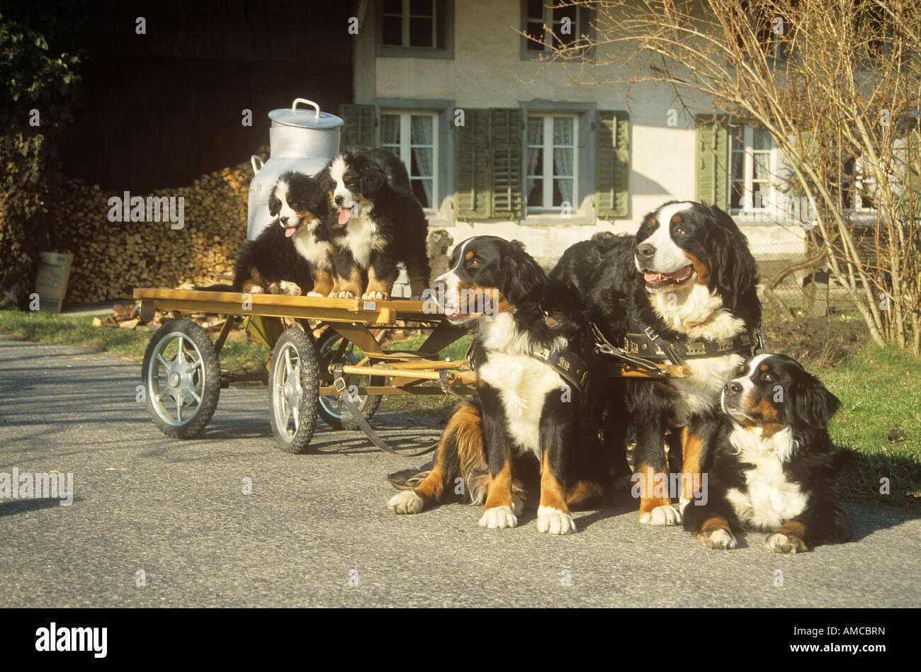Bernese mountain dog cart hires stock photography and images Alamy
