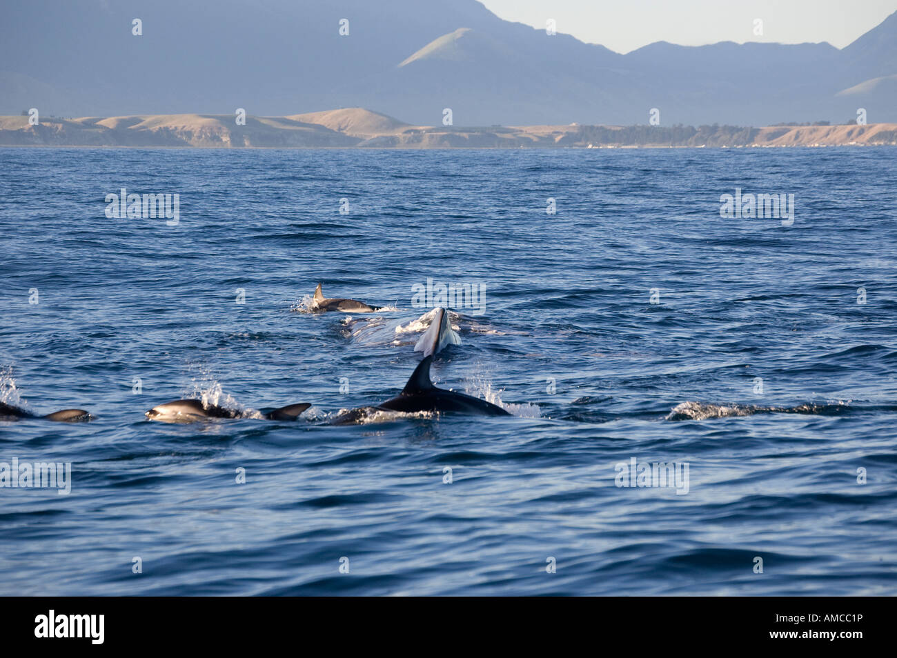 Dusky Dolphins (Lagenorhynchus obscurus) and Sperm Whale (Physeter macrocephalus) Kaikoura New Zealand Stock Photo