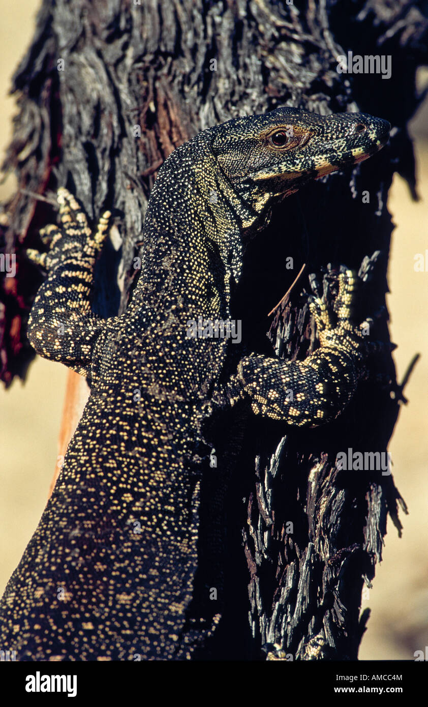 [Lace Monitor], Australia Stock Photo Alamy