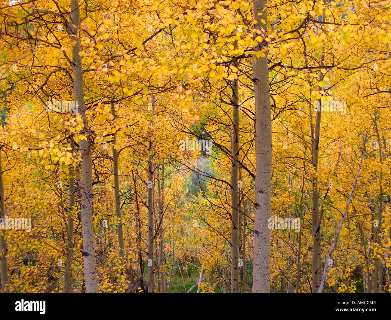 Fall Foliage Aspens Colorado USA Stock Photo Alamy