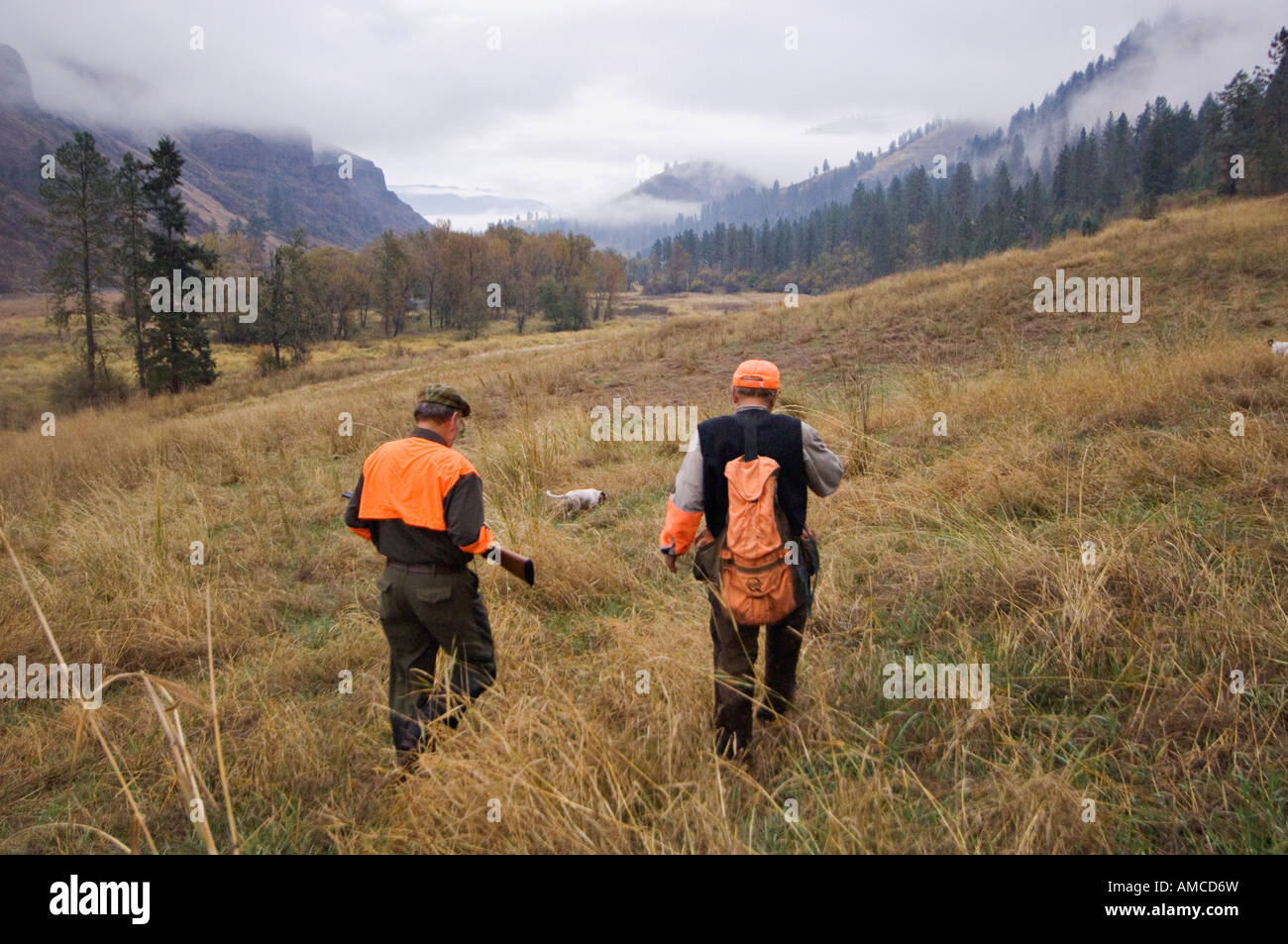 Game bird gun hires stock photography and images Alamy