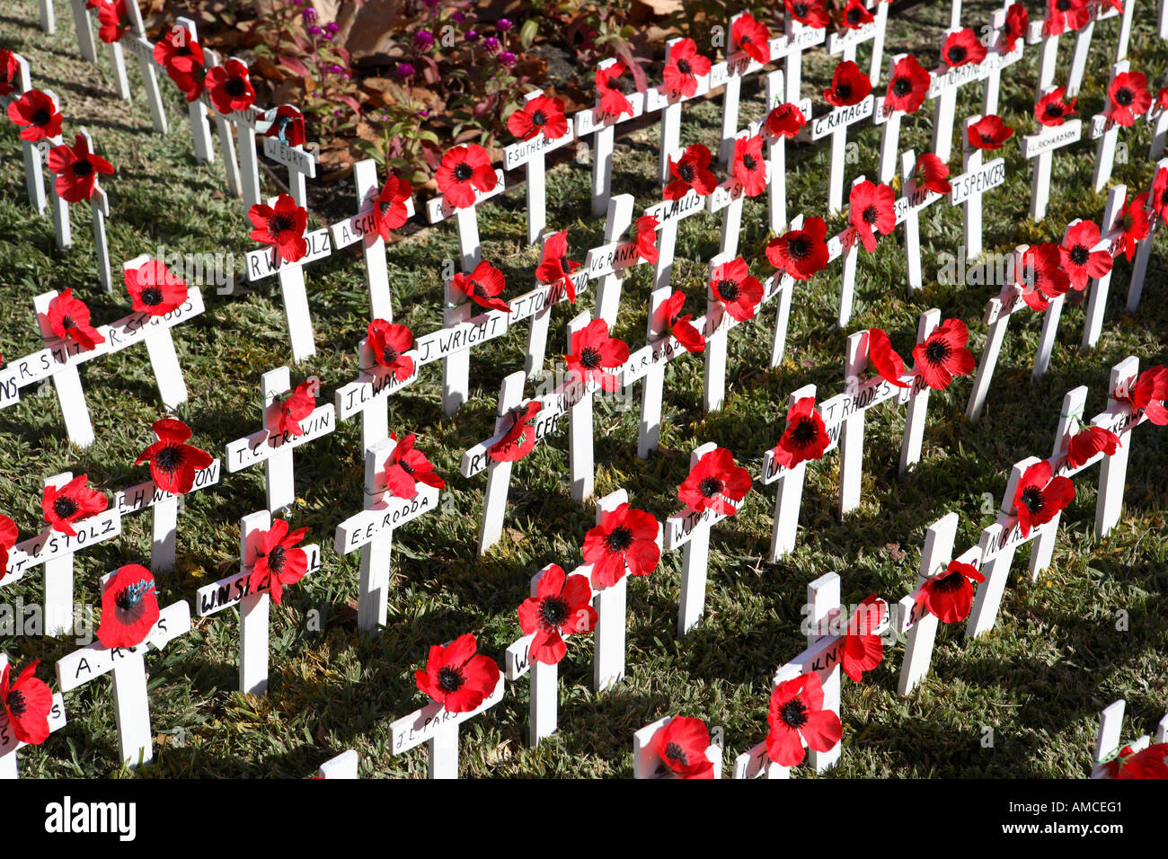 Anzac day, red poppies on white crosses, Australia Stock Photo 8697472
