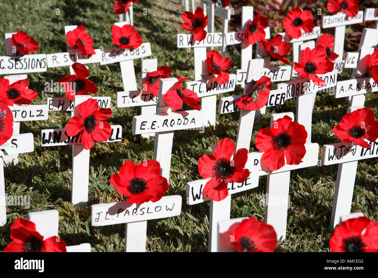 Anzac day red poppies on white crosses commemorating Australian Stock
