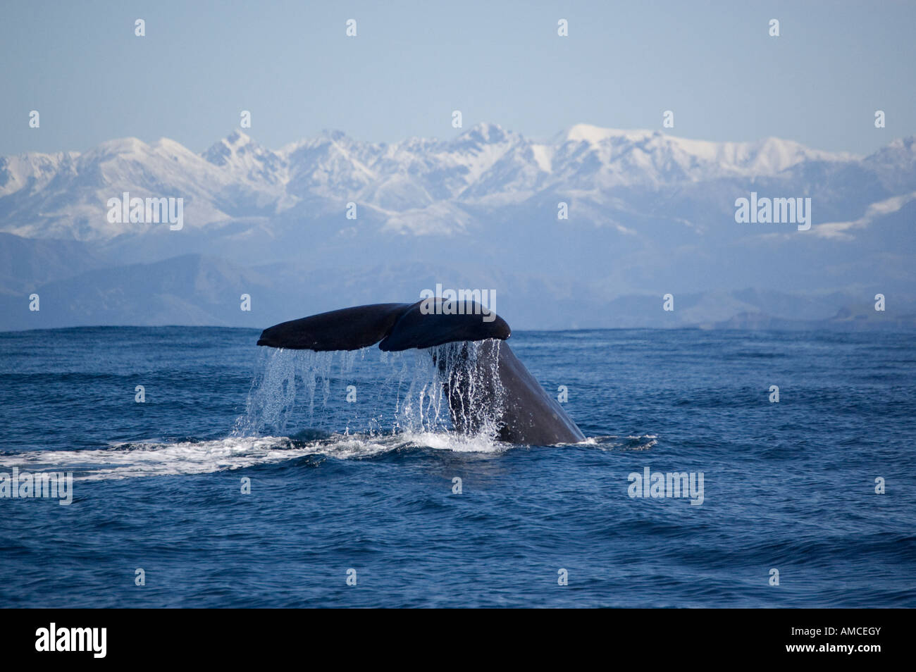Diving Sperm Whale (Physeter macrocephalus) Kaikoura New Zealand Stock Photo