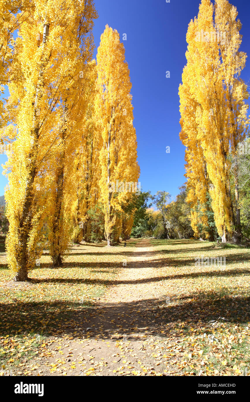 Glowing poplars in autumn, Canyon walk alongside Ovens river, Bright, North East Victoria, Australia Stock Photo