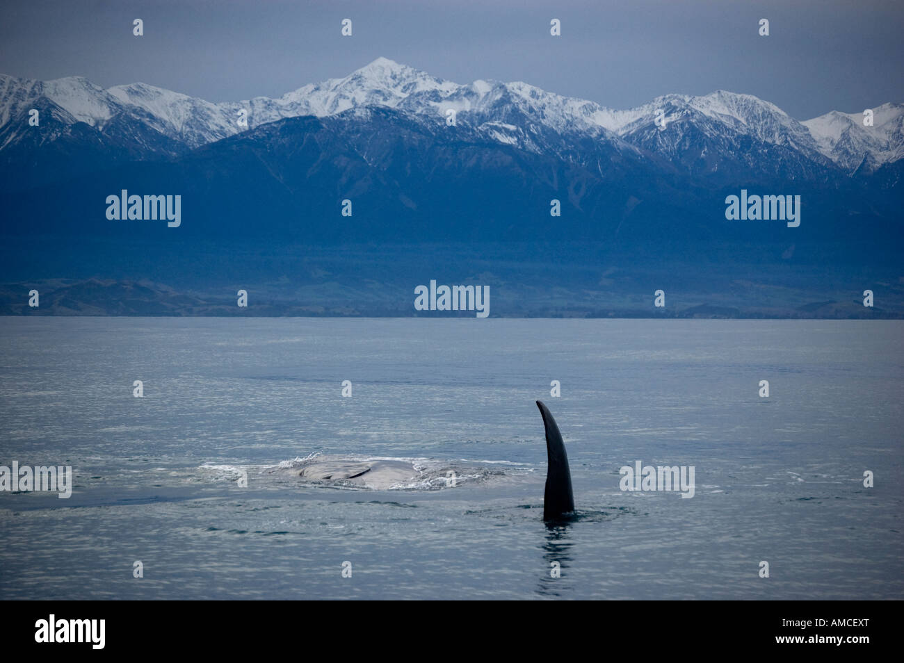 Sperm Whale (Physeter macrocephalus) turning on its side Kaikoura New Zealand Stock Photo