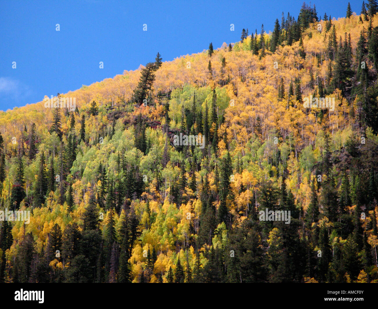 Fall Foliage, Colorado Stock Photo Alamy