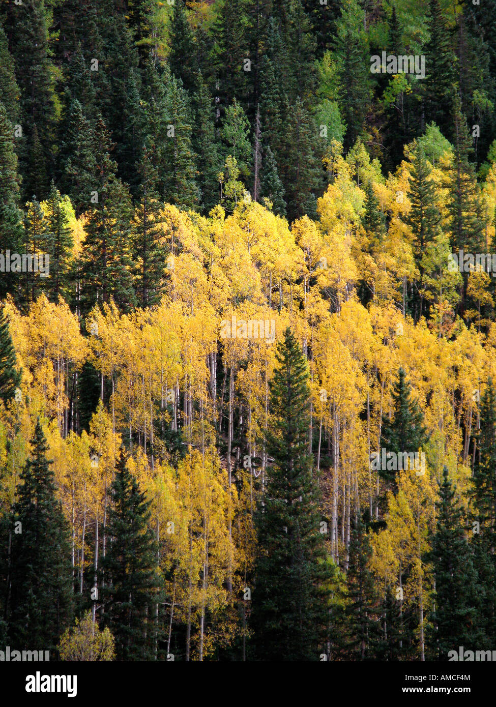 Aspen Tree Fall Foliage Colorado High Resolution Stock Photography and