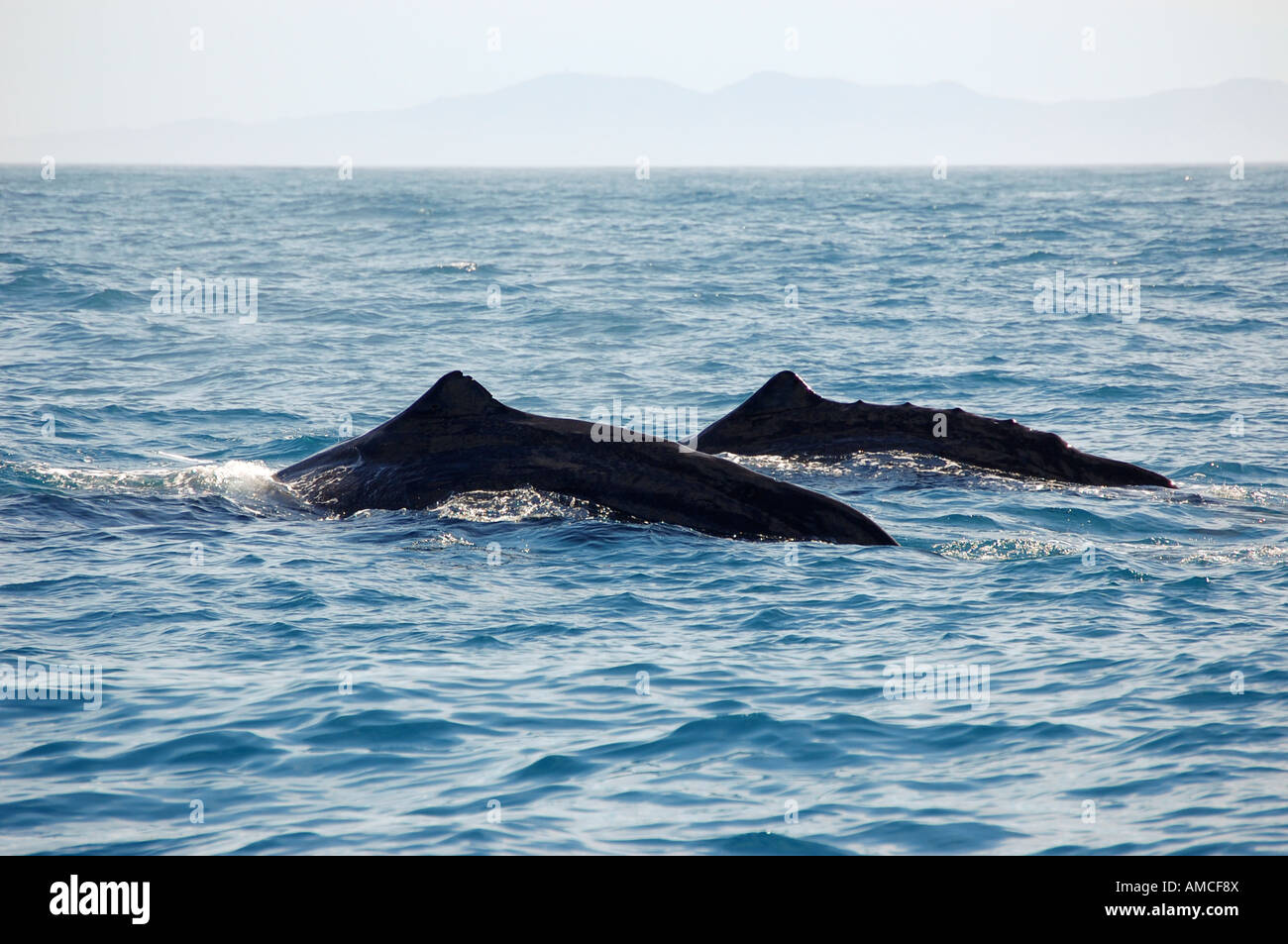 Sperm Whales Physeter Macrocephalus Kaikoura New Zealand Stock