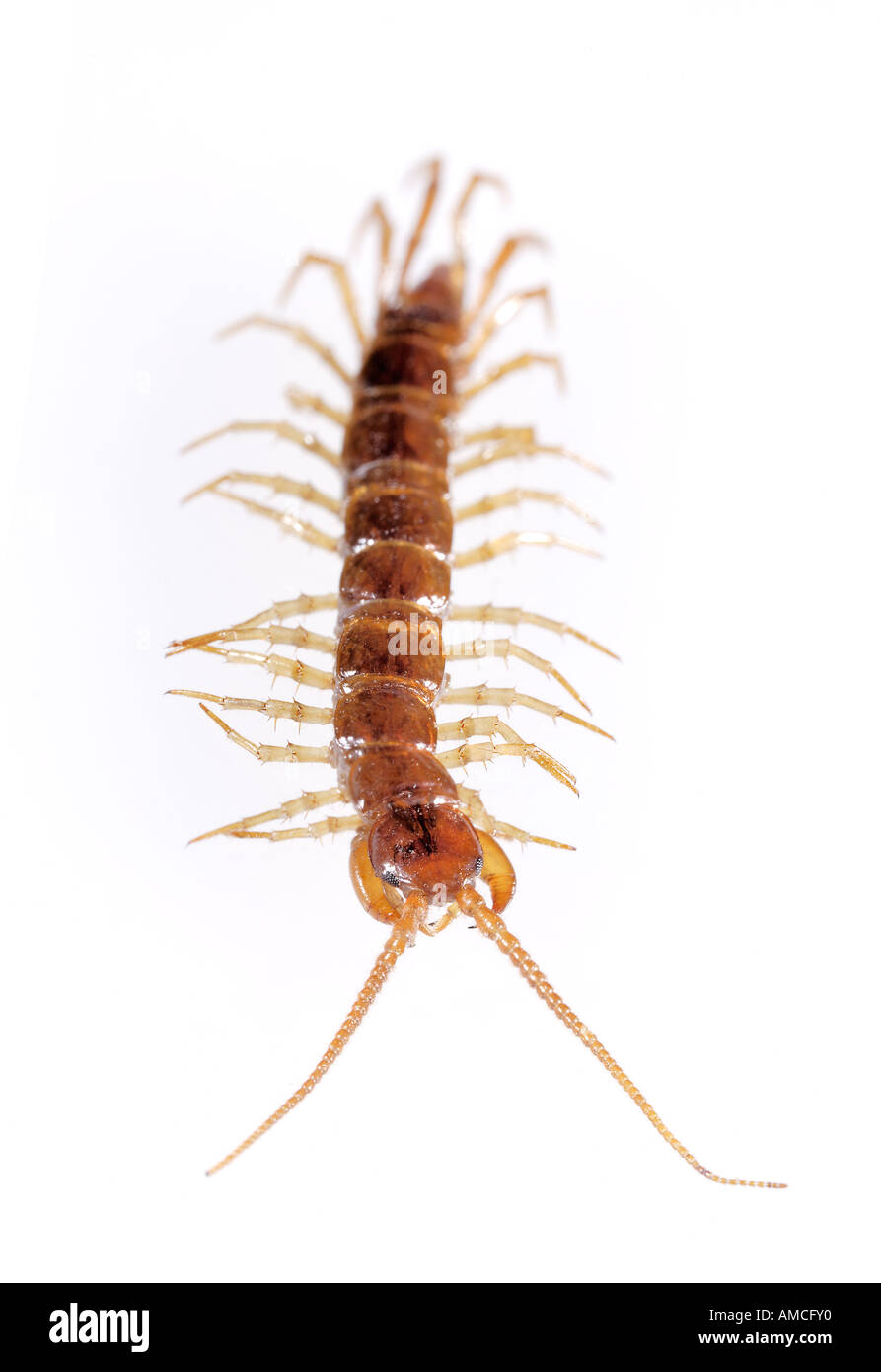 Centipede Lithobius forficatus Stock Photo