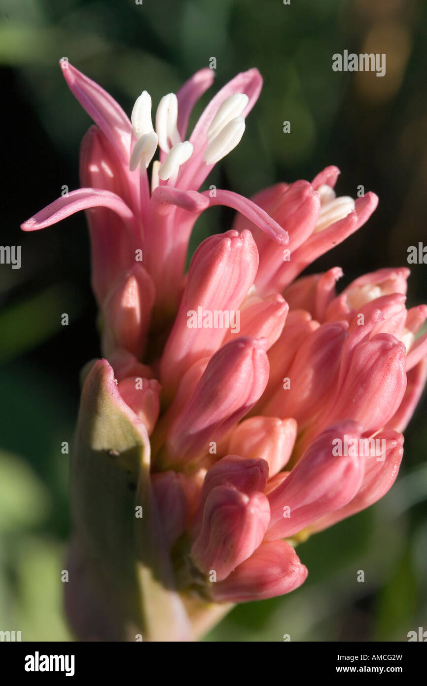 wild onion flower in nyika NP Stock Photo