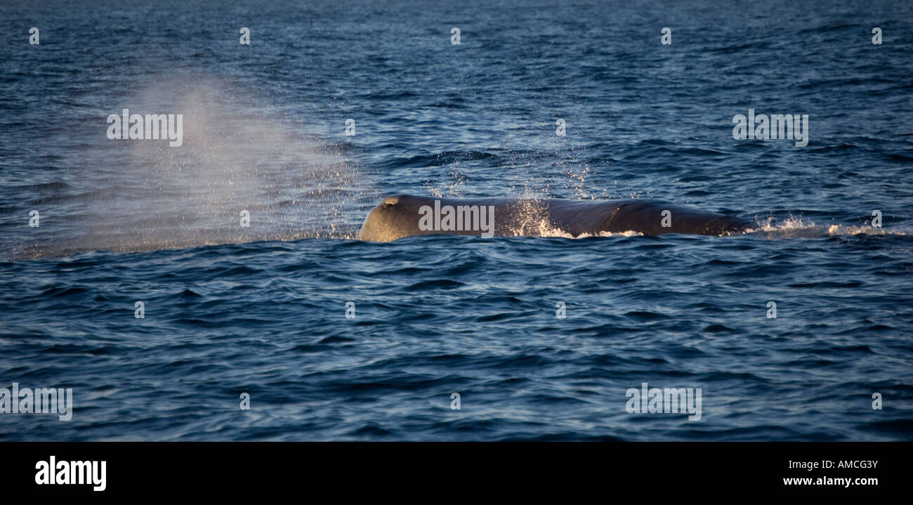 Sperm Whale (Physeter macrocephalus) Kaikoura New Zealand Stock Photo