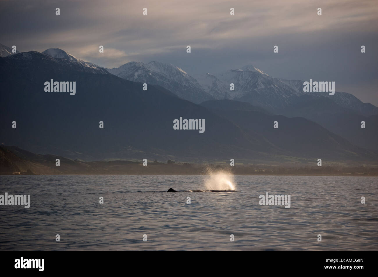 Diving Sperm Whale (Physeter macrocephalus) Kaikoura New Zealand Stock Photo
