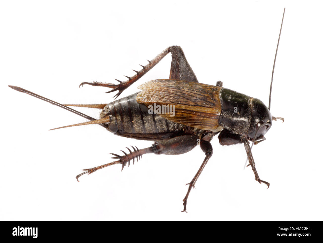 Field Cricket - Gryllus sp - Insect of order Orthoptera Stock Photo