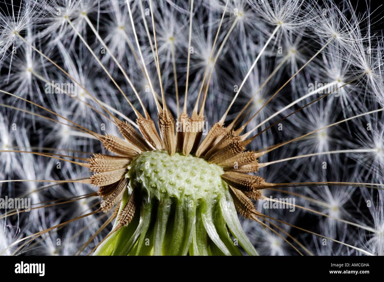 Dandelion Seeds Study Stock Photo