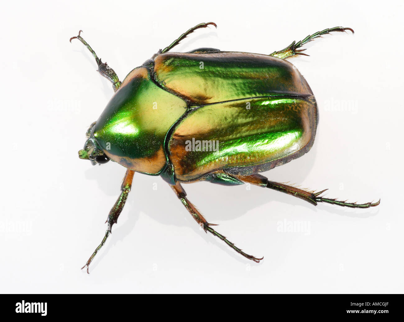 Green June Beetle 3 inches long w Iridescent Carapace also Peach Beetle Stock Photo