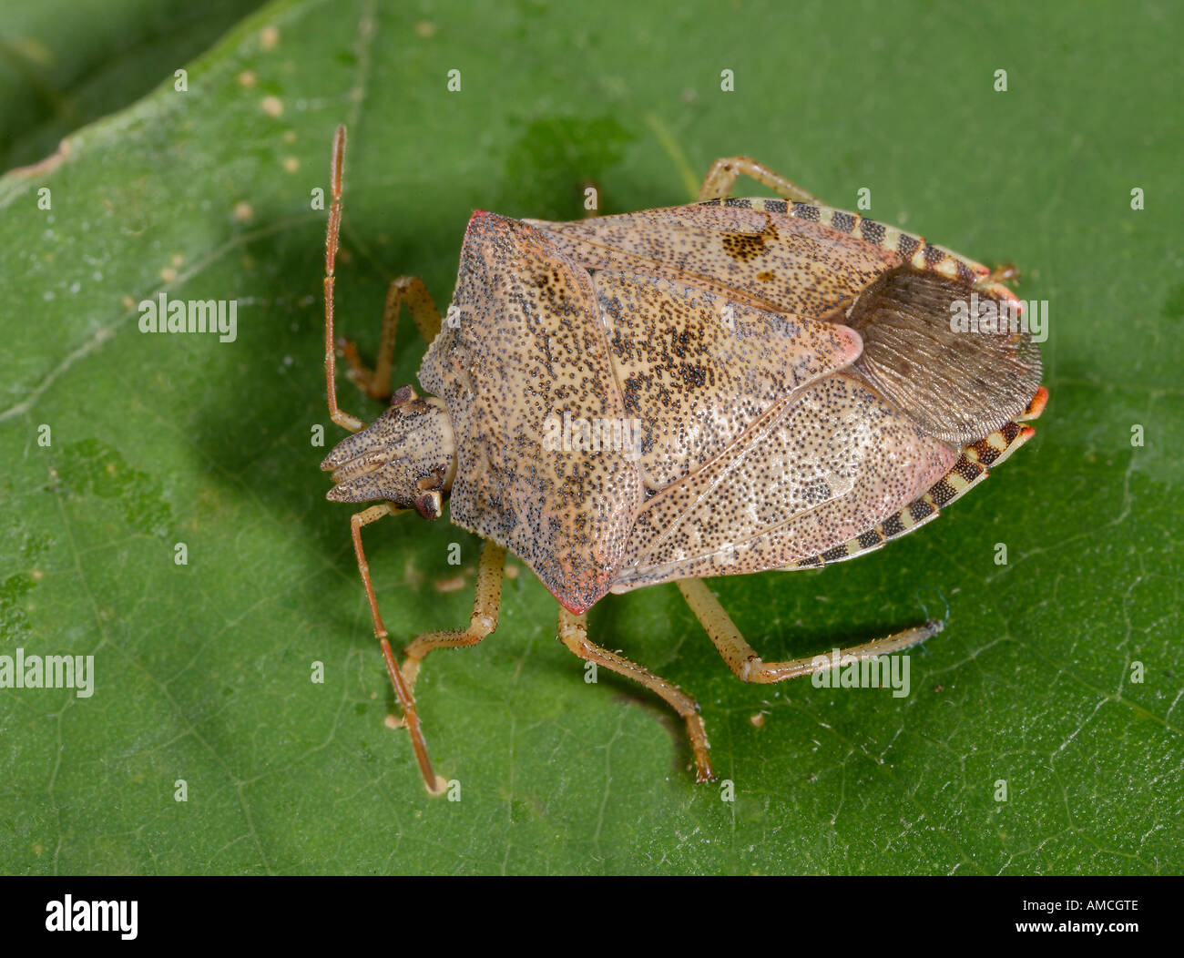 Beneficial insects hi-res stock photography and images - Alamy