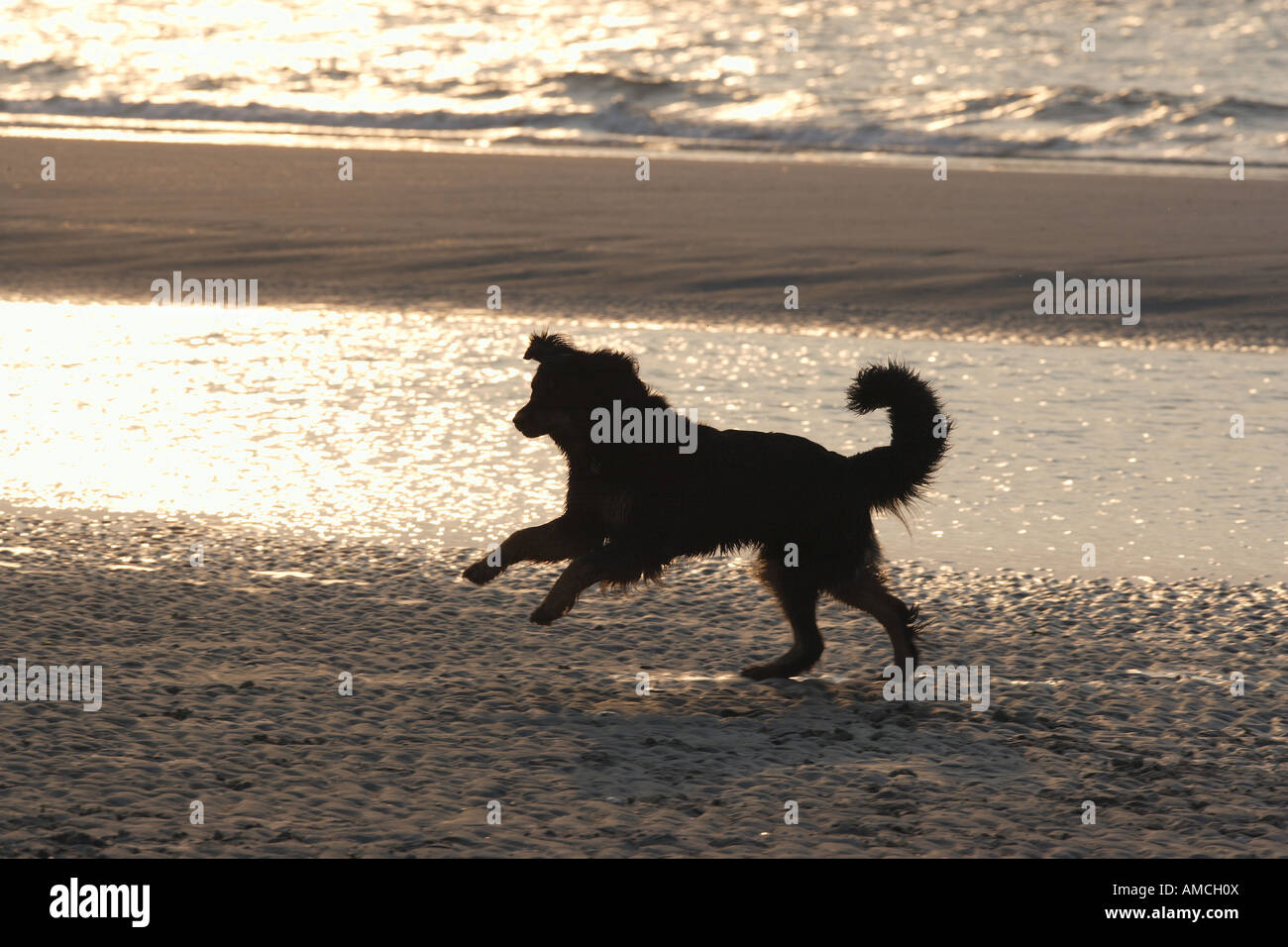 Hovawart dog - running at the beach Stock Photo