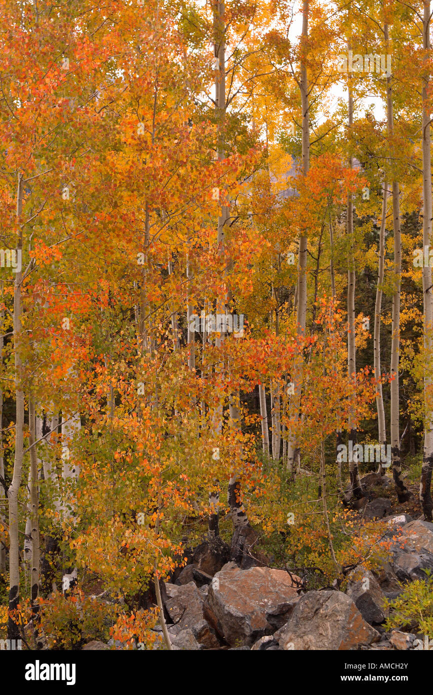 Fall Foliage (Aspens) Colorado, USA Stock Photo Alamy