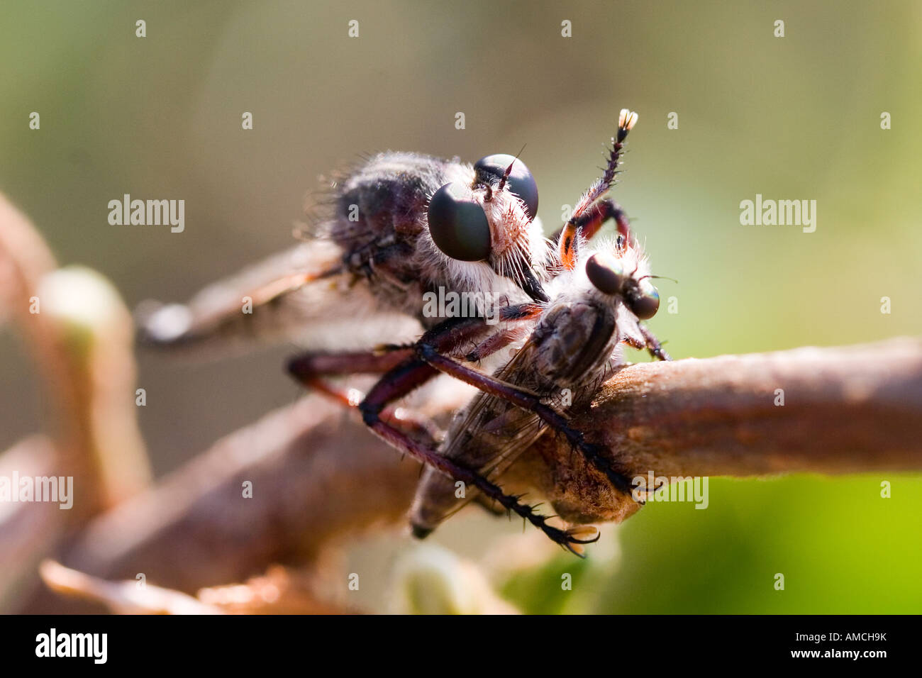 dragonfly killing fly Stock Photo Alamy