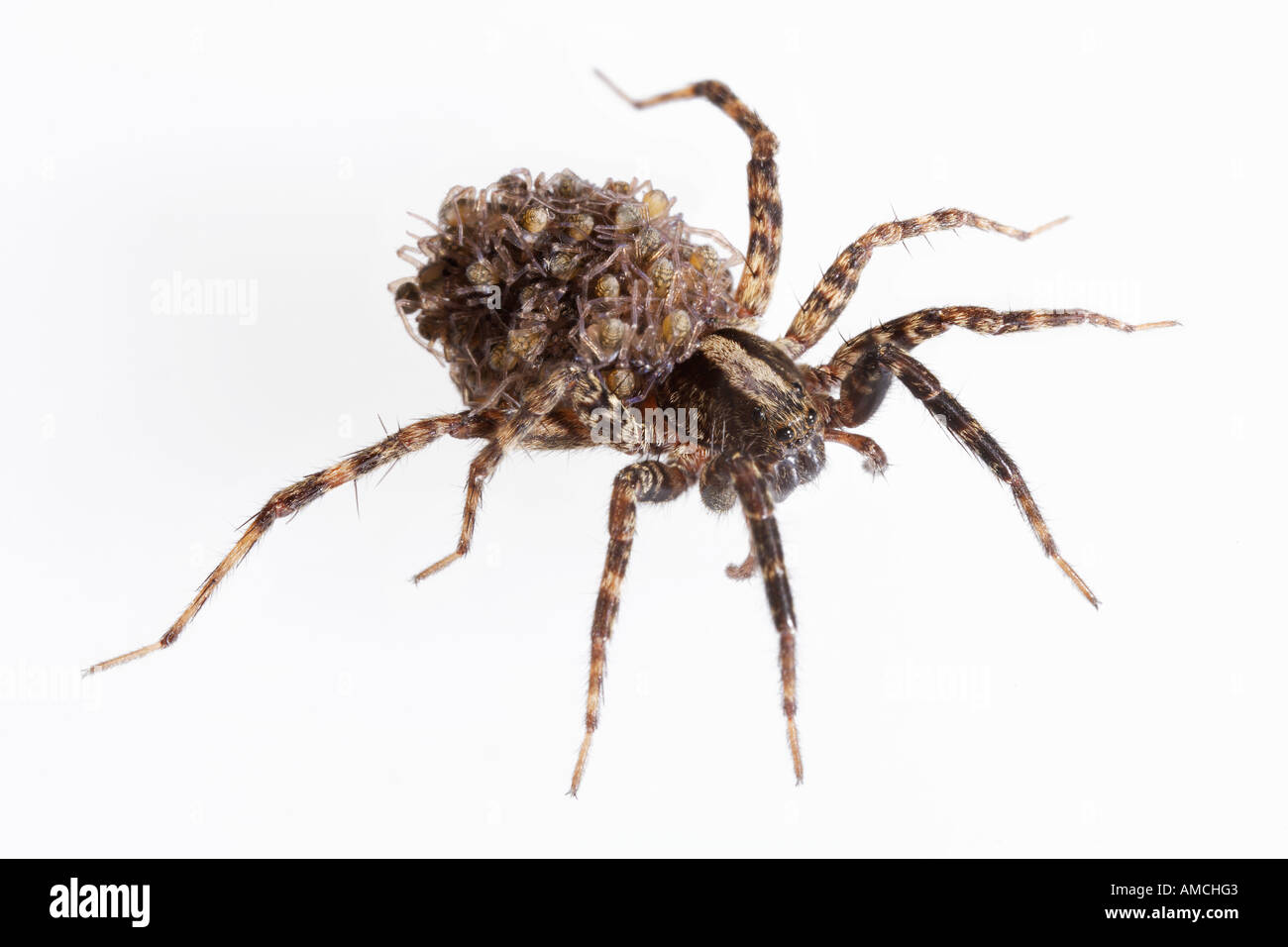 Wolf Spider Carrying Babies on her Back Hogna frondicola Stock Photo