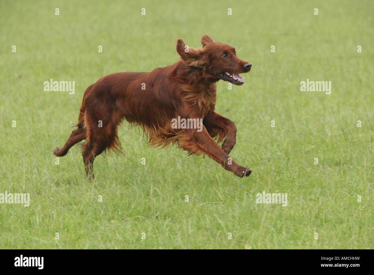 Irish Setter dog running on meadow Stock Photo Alamy