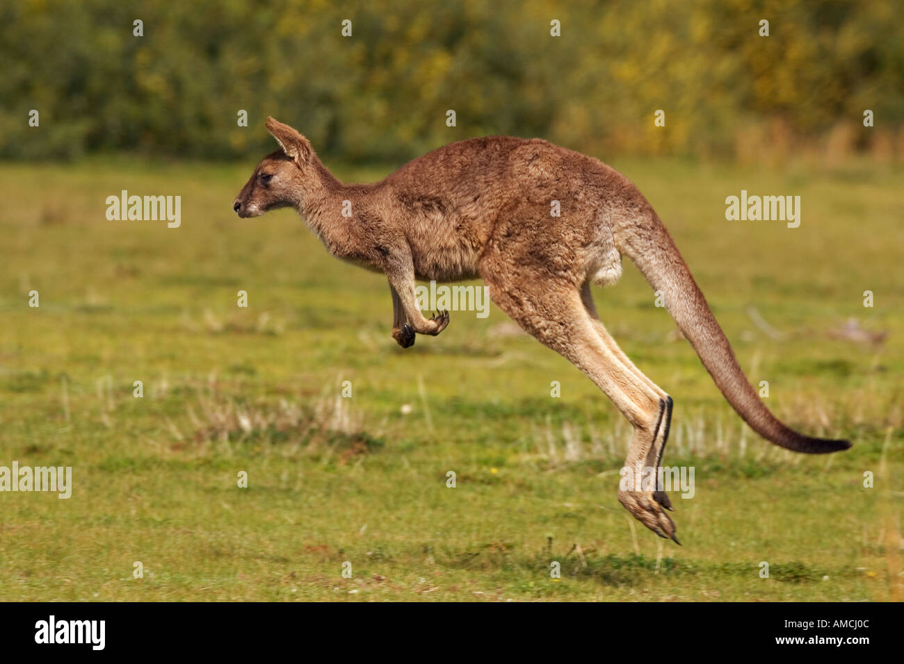 Eastern Grey Kangaroo jumping / Macropus giganteus Stock Photo Alamy