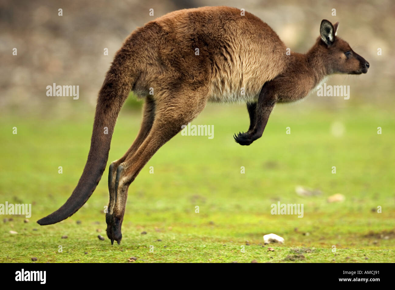 Western Gray Kangaroo jumping / Macropus fuliginosus Stock Photo Alamy