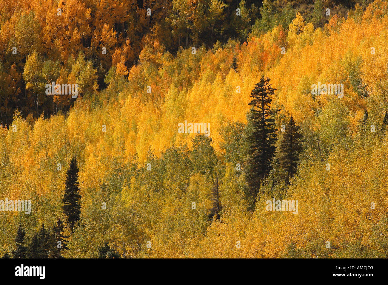 Fall Foliage (Aspens) Colorado, USA Stock Photo Alamy