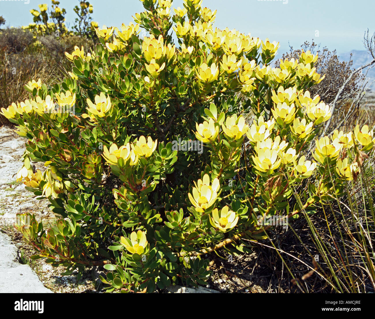 CAPE TOWN SOUTH AFRICA October Rose Cockade Tree flower Leucadendron