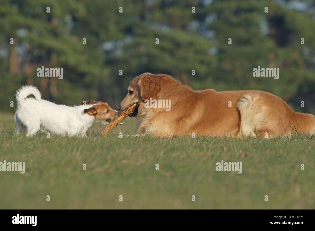 Hovawart dog and Jack Russell Terrier puppy on meadow Stock Photo