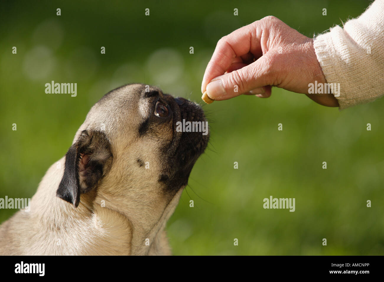 pug dog getting treat Stock Photo Alamy