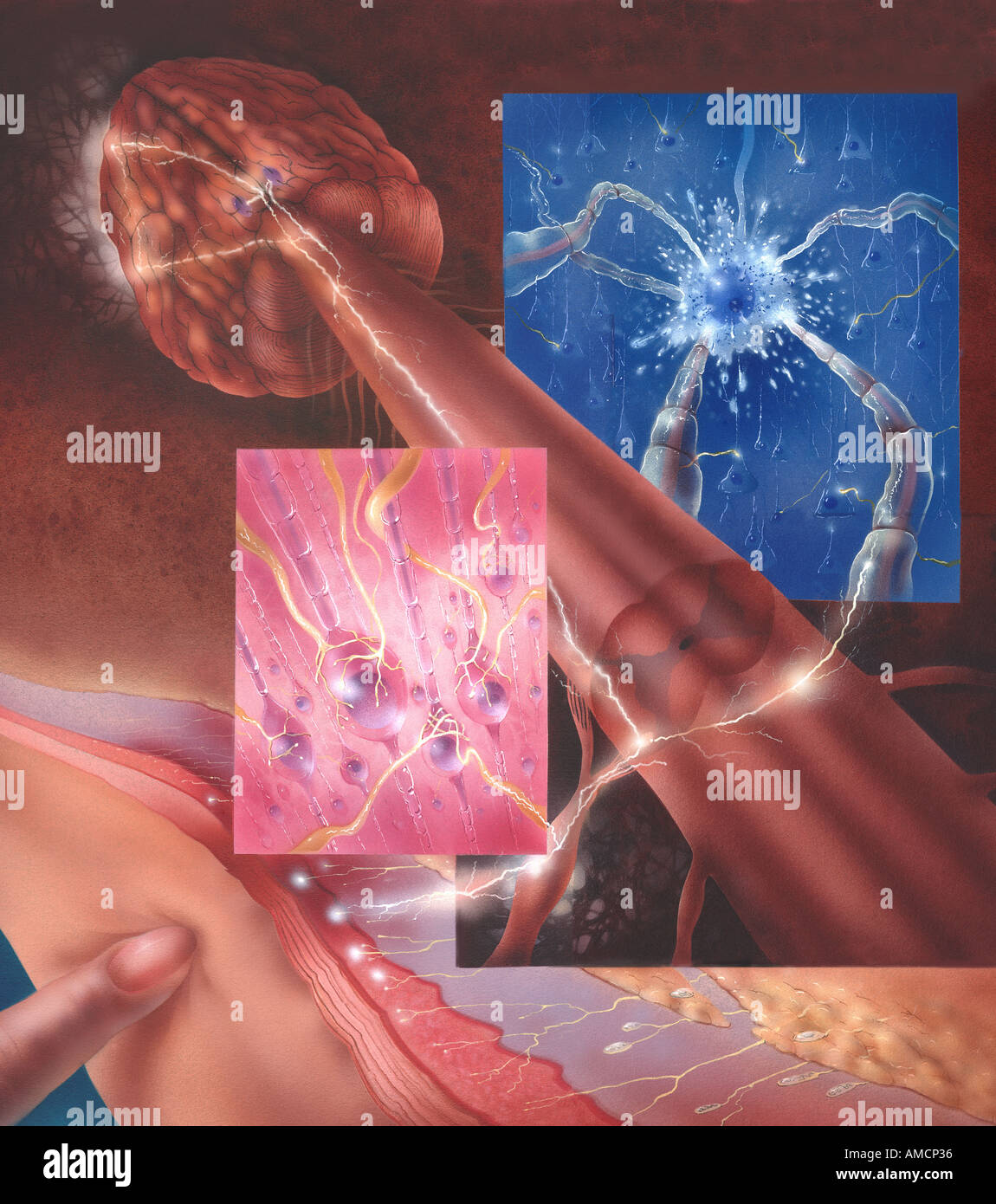 Sense Of Touch Process Touch Sense Diagram