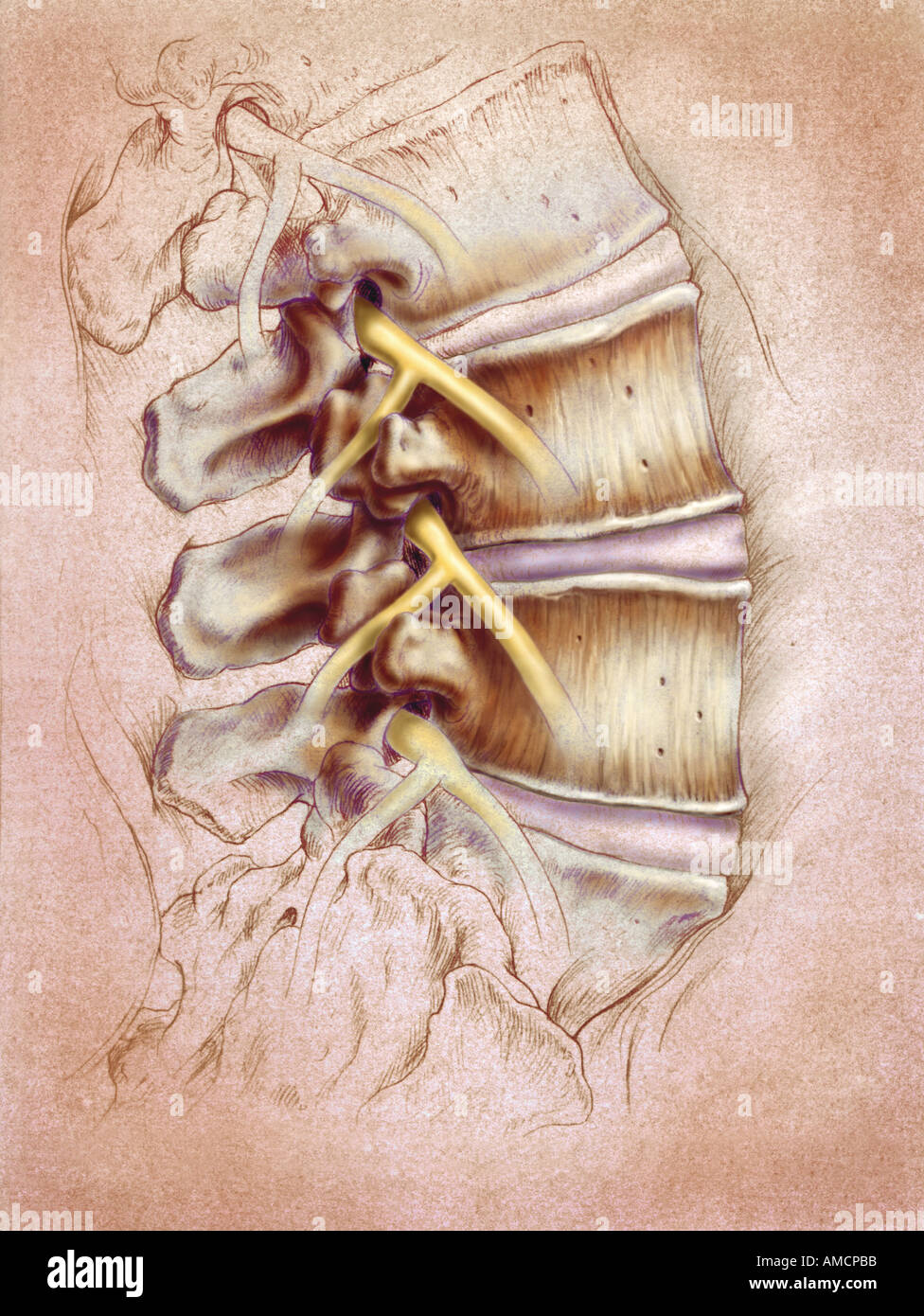 Illustration - spine Stock Photo