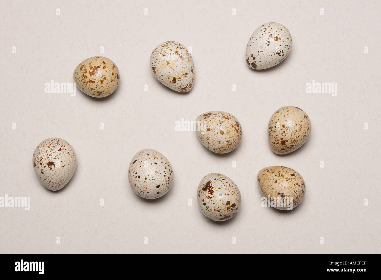 small bird eggs Stock Photo