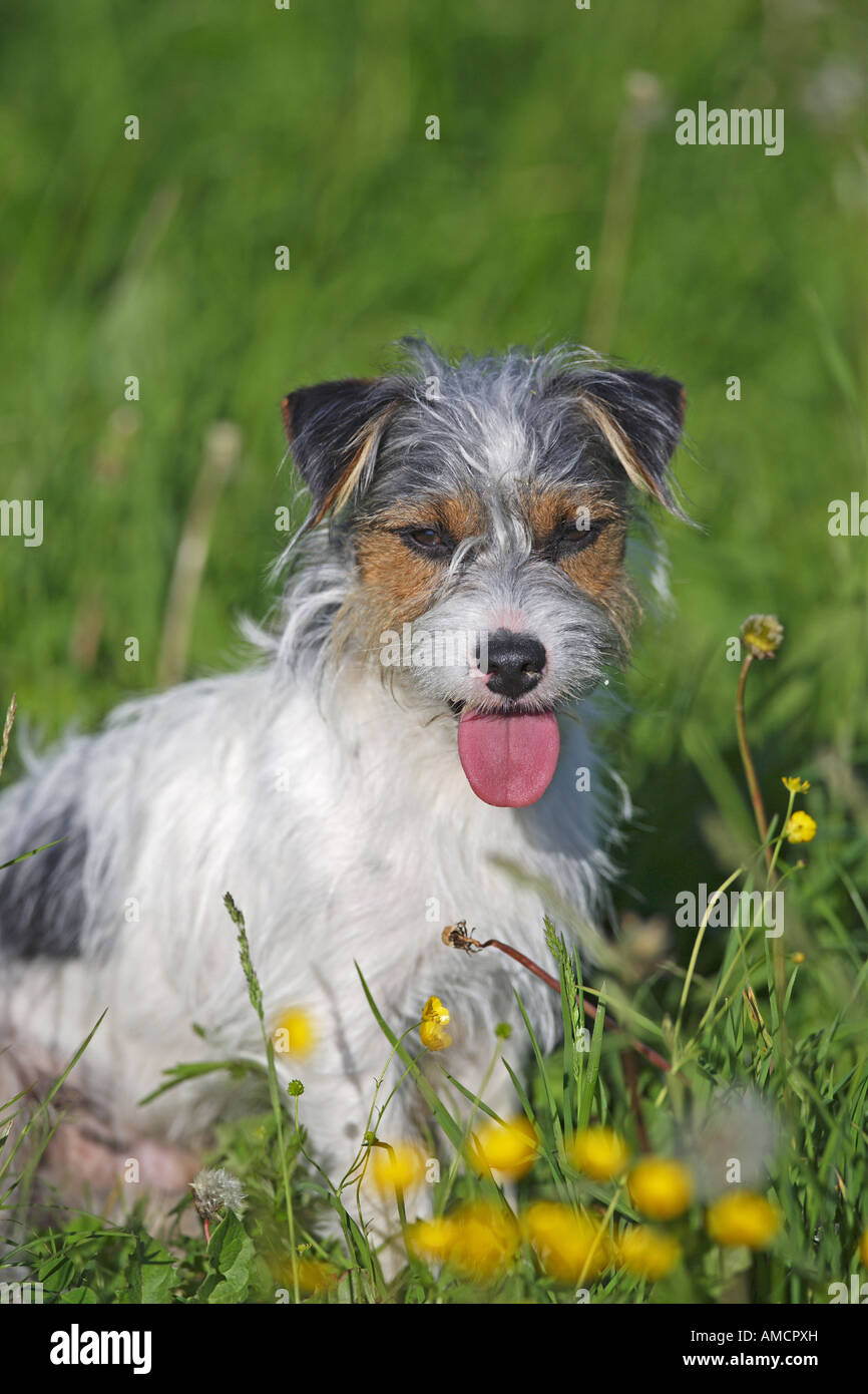 Jack Russell Terrier dog (wire-haired) - sitting on meadow Stock Photo