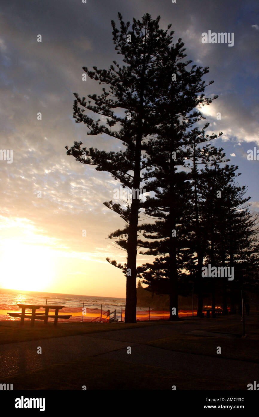 PINE TREE SUNRISE ON THE BEACH Stock Photo - Alamy